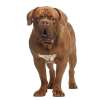 Dogue de Bordeaux