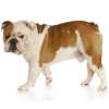 Bulldog inglese