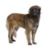 Leonberger