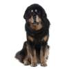 Tibetan mastiff