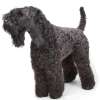 Kerry blue terrier