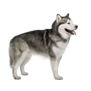 Alaskan Malamute