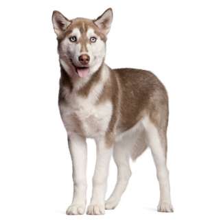 Siberian Husky