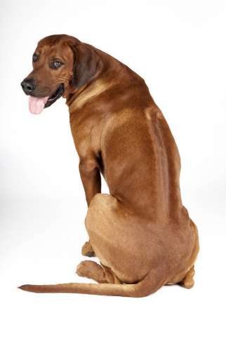 Rhodesian Ridgeback