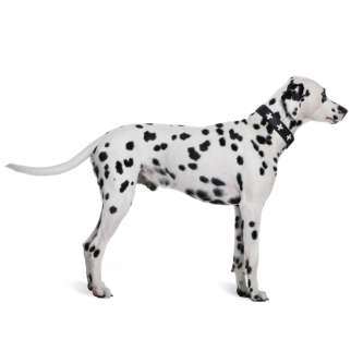 Dalmata