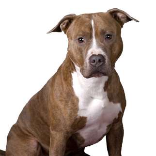  Pit Bull Terrier