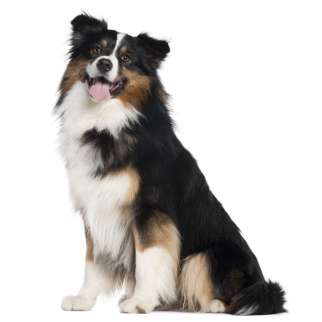 Australian Shepherd