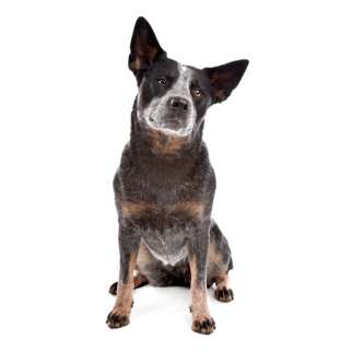 Australian cattle dog