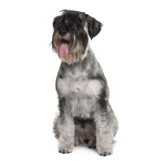 Schnauzer gigante