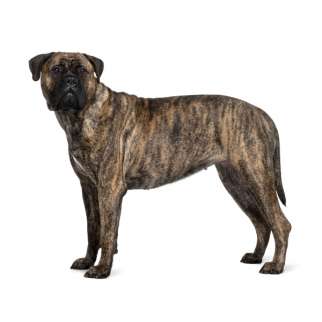 Bullmastiff