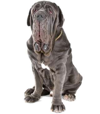 Mastino napoletano