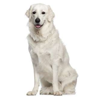 Kuvasz