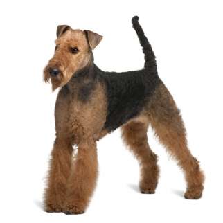 Airedale Terrier