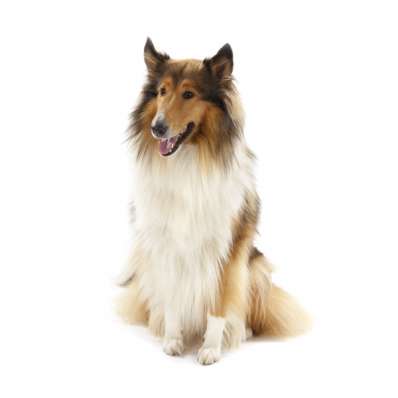 Collie