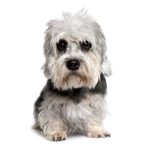 Dandie Dinmont Terrier Scheda razza su cani.it