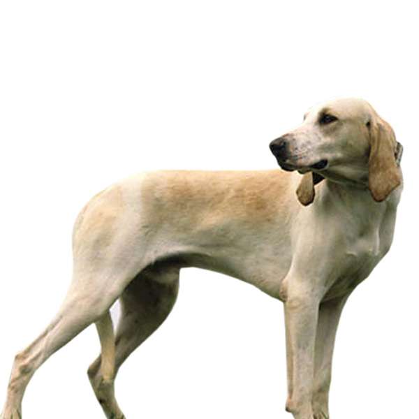 Billy Cane Di Origine Francese Cani It