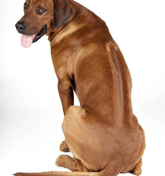 Rhodesian cane top