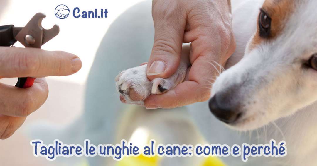 Come tagliare le unghie al cane