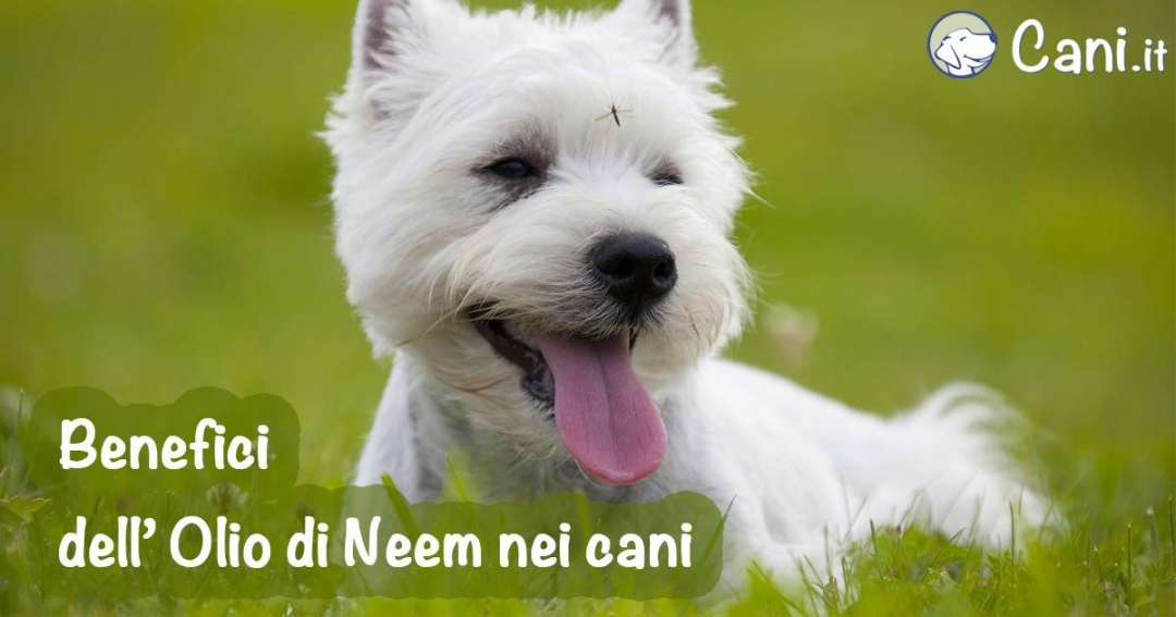 Olio di neem: l'aiuto naturale contro i parassiti di piante e cani