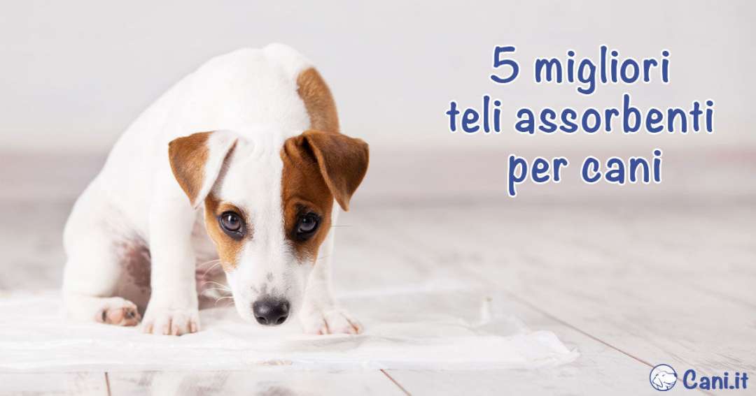 5 migliori traversine assorbenti per cani