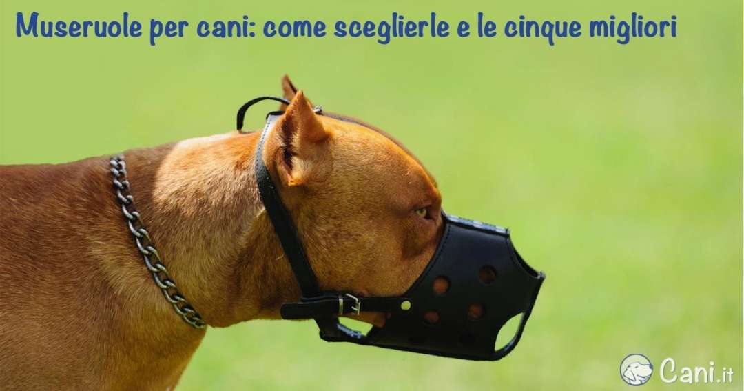 Museruole per cani: come sceglierle e le cinque migliori