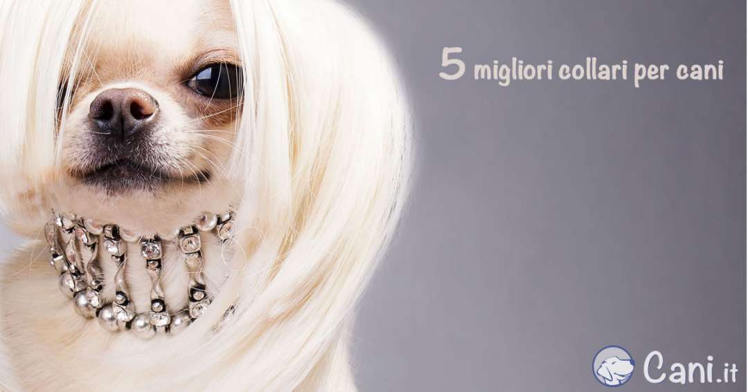 5 migliori collari per cani