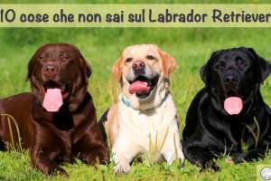 Image Result For Golden Retriever E Labrador A Confronto Image Result For Golden Retriever E Labrador A Confronto