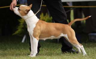 Amstaff: dove farlo alloggiare