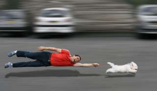 Cane che scappa