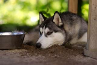 Cani e gravidanza: segnali del parto