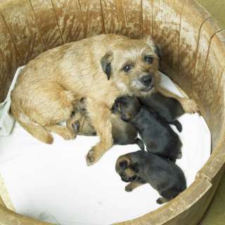 Segnali d'allarme post parto: quali sono e cosa fare per il tuo cane. 