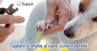 Tagliare le unghie al cane: come e perché