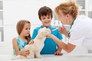 Come somministrare la medicina liquida al cane