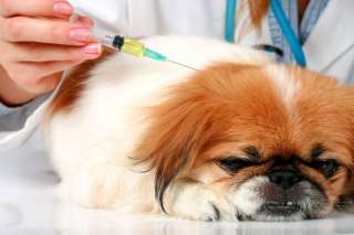 Come praticare un'iniezione al tuo cane