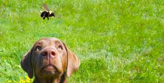 Puntura di vespa: cosa fare se il cane viene punto