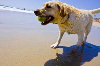 Cosa fare se il cane ingoia un oggetto