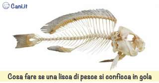 Cosa fare se una lisca di pesce si conficca in gola