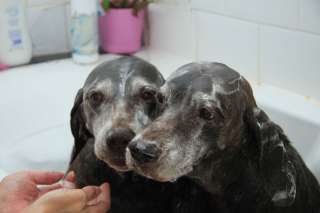 Shampoo per cani