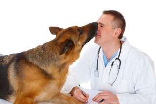Patologie canine: Megaesofago