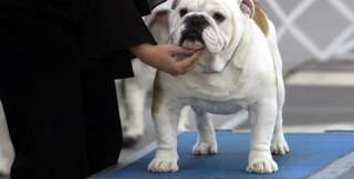 Esposizioni canine Bulldog Inglese - C.I.B.