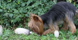 Insegnare al cane a rifiutare un'esca avvelenata