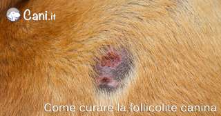 Come curare la follicolite canina