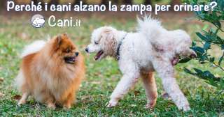 Perché i cani alzano la zampa per orinare?