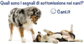 Come si comporta un cane sottomesso