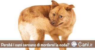 Perché i cani cercano di mordersi la coda?