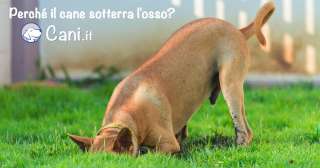 Perché il cane sotterra l'osso?