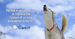 Perché in alcune culture si riteneva che l'ululato di un cane presagisse la morte?