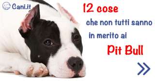 12 cose che non tutti sanno in merito ai Pit Bull