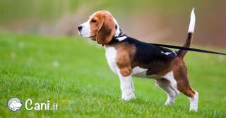 Il nostro amico beagle