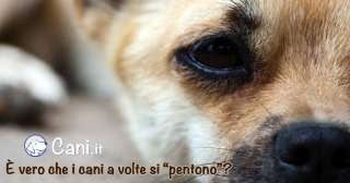 È vero che i cani a volte si “pentono”?